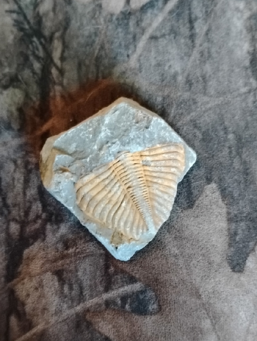 Ancient Marine Life Fossil Trilobite  on Gray Matrix Sea Rock